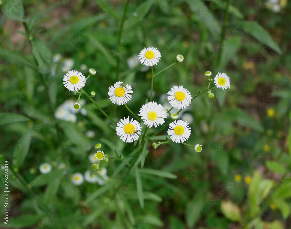 Wild daisy on blurred green leaf background Wild daisy on blurred green leaf background