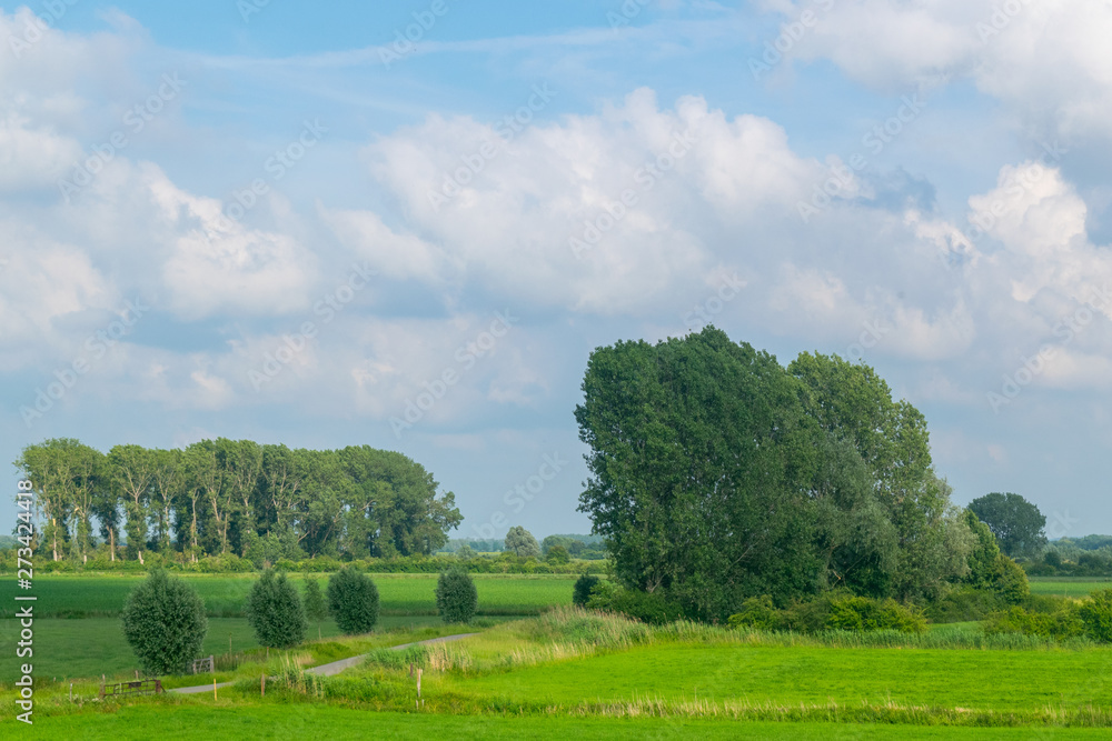Dutch polder landscape green meadows