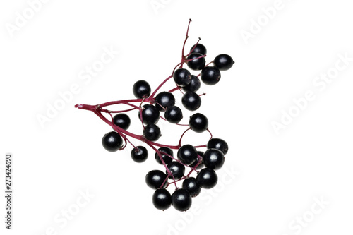 Fresh black elderberry  fruit isolated