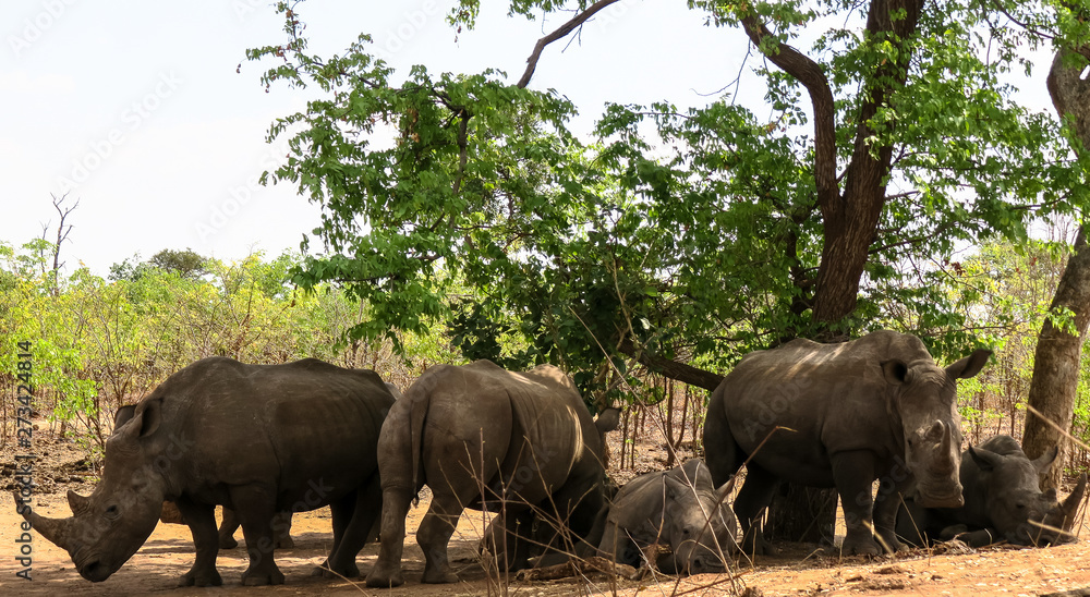 Naklejka premium Rhinoceros under green trees