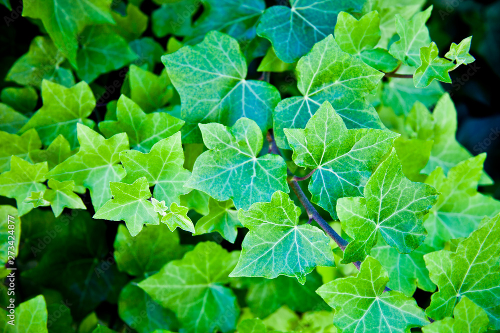 Green summer leaves pattern background. Green summer leaves pattern background.