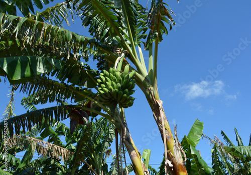 palm, tree, sky, tropicexotic, tropic