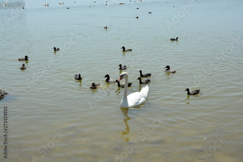 bird, water, nature, birds, sea, animalgoose, duck, swan
