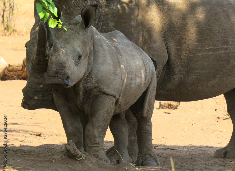 Naklejka premium Baby rhinoceros and mother under a small tree