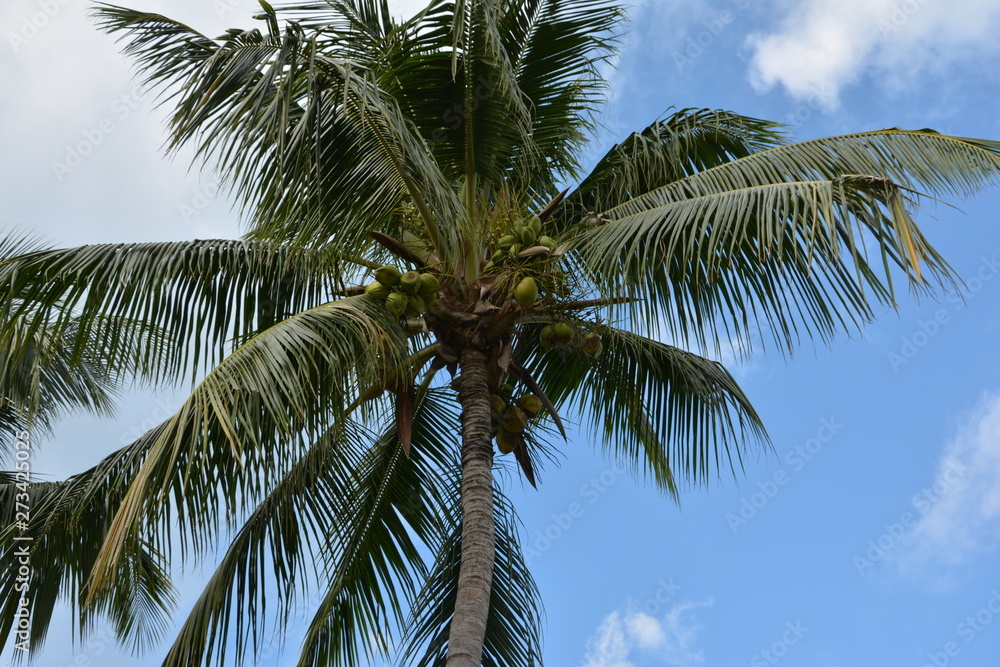 palm, treetropical,palm tree palm, treetropical,palm tree