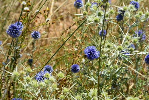flower, nature, plant, flowers