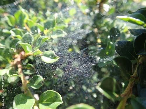 spider web on a green tree branch