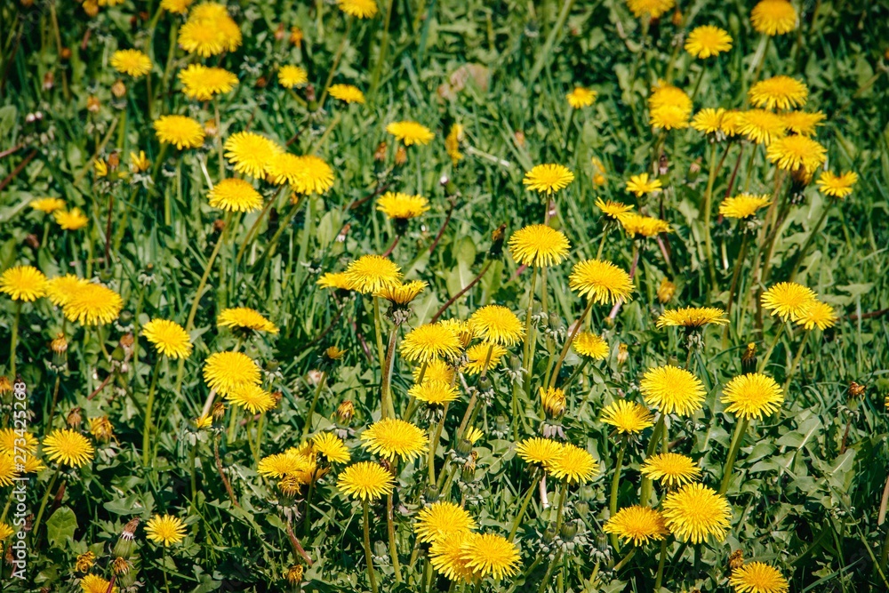 Summer flowers yellow dandelions. Bright sunny flowers.