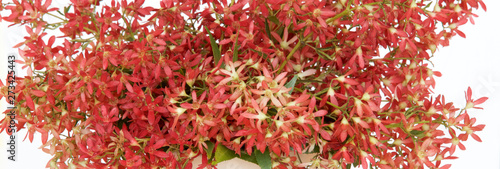 Australian Christmas bush as a border or background.