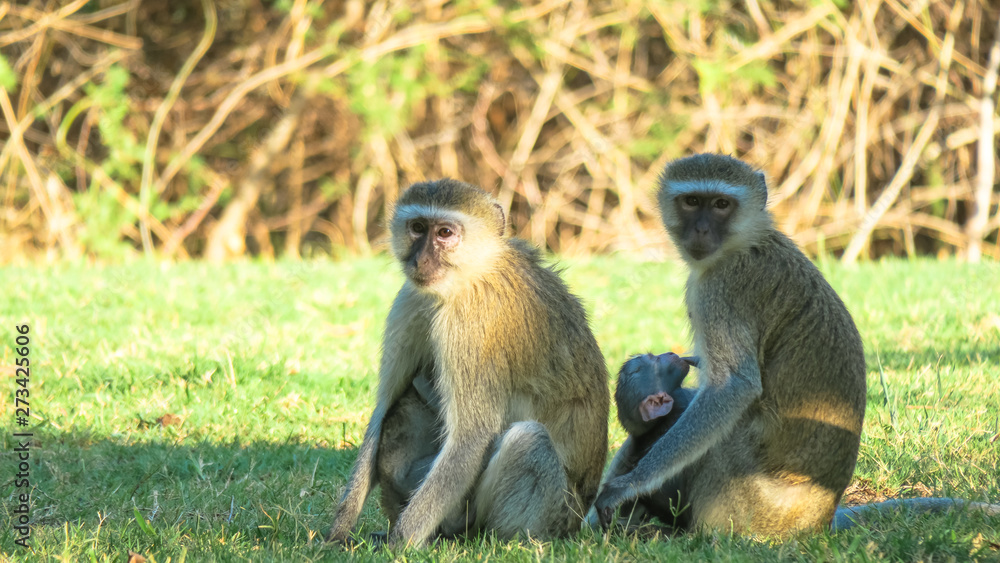 Obraz premium Velvet monkeys playing on the ground looking for food