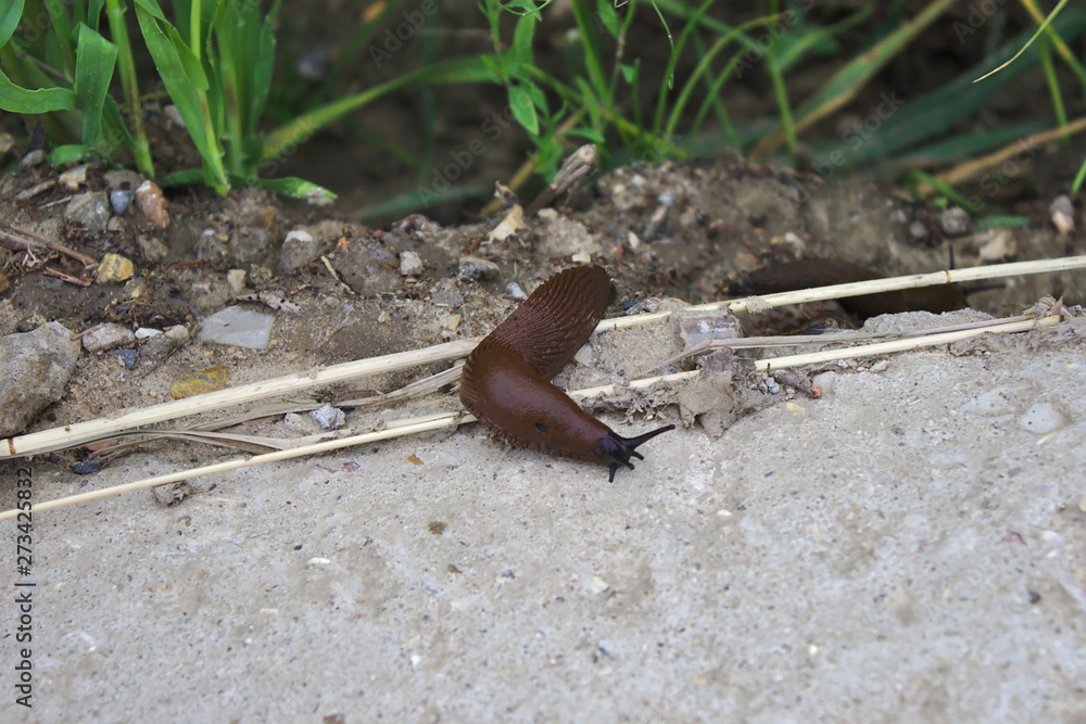 Fototapeta premium slug crawled out after the rain