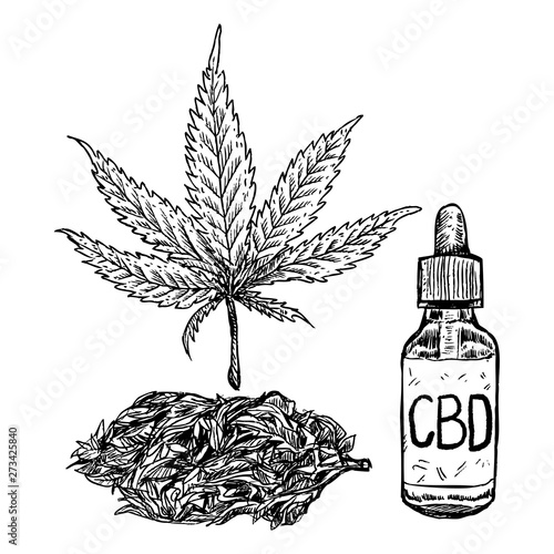 Marijuana, cbd oil and marijuana bud drawing on white background. Hemp plant sketch.  , Vector