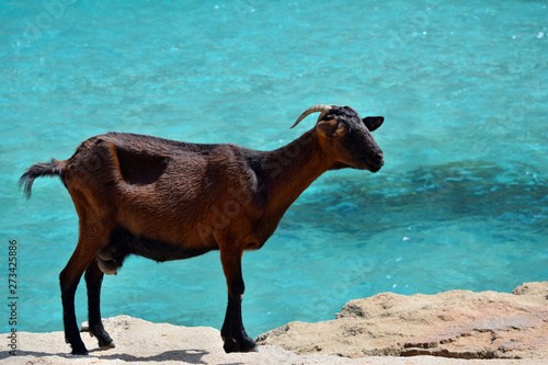  Wild tamed goat is looking and walking on the rock next to the turquoise sea water in Cala Figuera © adam88xx