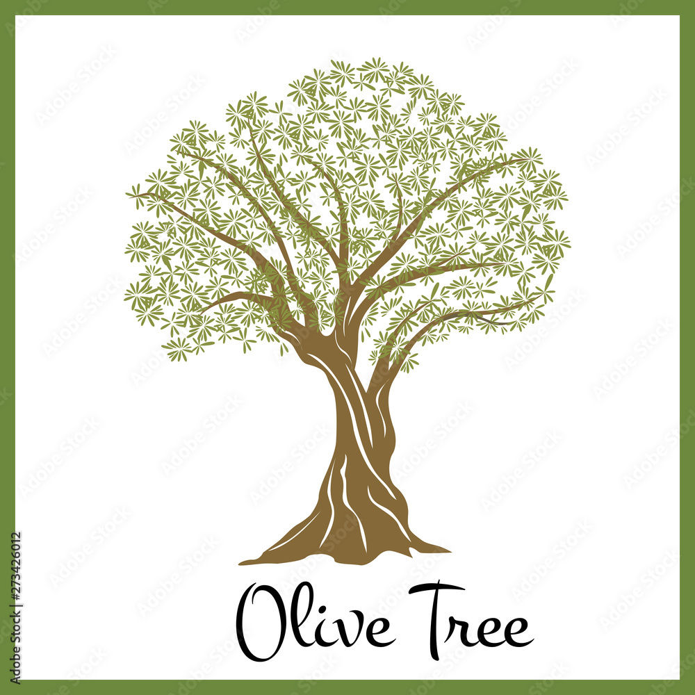Obraz premium olive tree