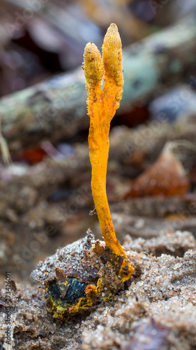 zombie cordyceps fungus Metacordyceps on insect in Amazon rainforest in Bolivia