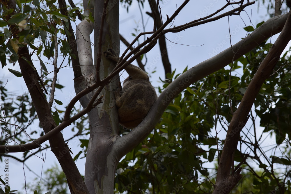 Cute wild koala bear is climbing on the tree in Noosa National Park Cute wild koala bear is climbing on the tree in Noosa National Park