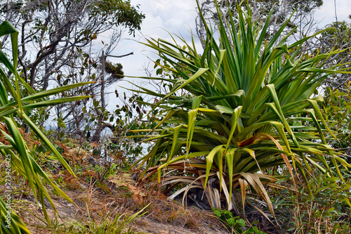 Tropical plant Pandanus tectorius at Noosa National Park