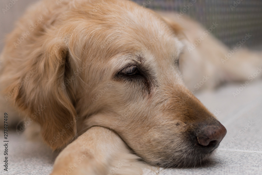 Golden retriever, perro