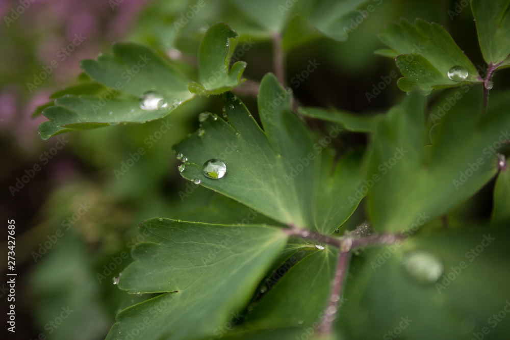 raindrops on green leaves, summer wallpaper raindrops on green leaves, summer wallpaper