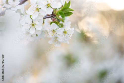 Closeup view of white flowers growing on tree isolaetd at sunny morning sky background and soft sunlight in background of frame. Horizontal color photography. photo