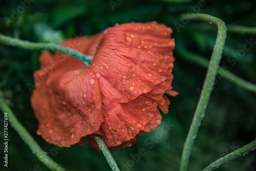 a scarlet poppy bowed his head under raindrops