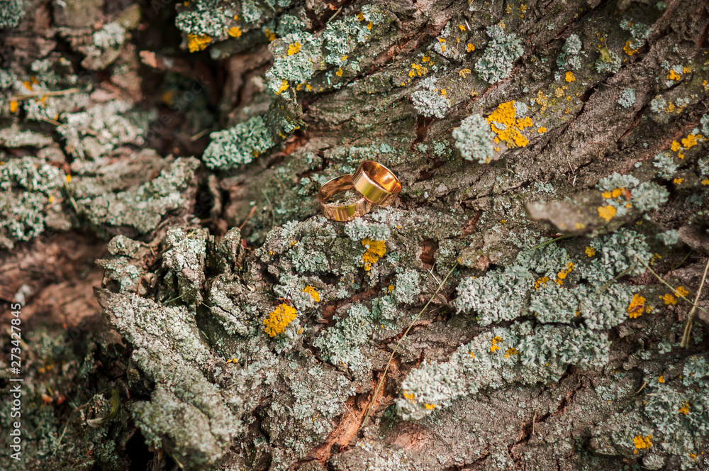 Pair of gold wedding rings on the tree bark