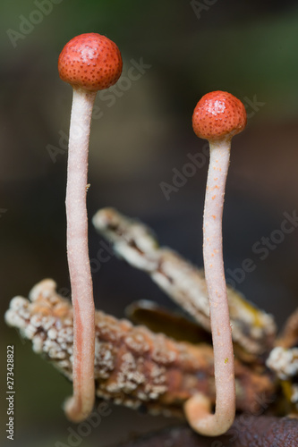 close-up of zombie fungus Ophiocordyceps amazonica on a gryllid in Amazon rainforest in Colombia photo