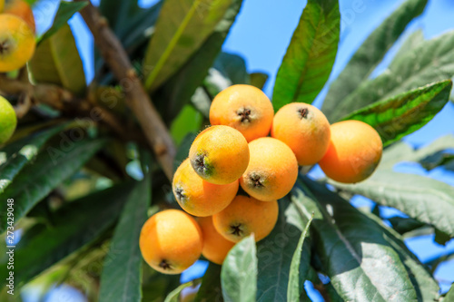 Photos Ripe fruit loquat on tree in the garden