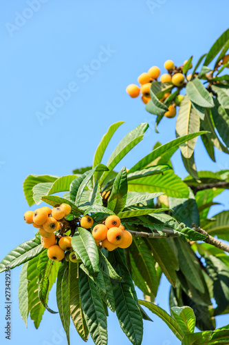 Canvastavla Ripe fruit loquat on tree in the garden