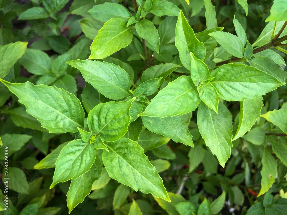 fresh basil leaves on white background fresh basil leaves on white background