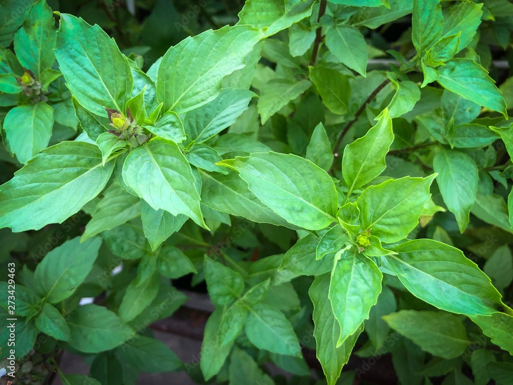 basil leaves in the garden basil leaves in the garden