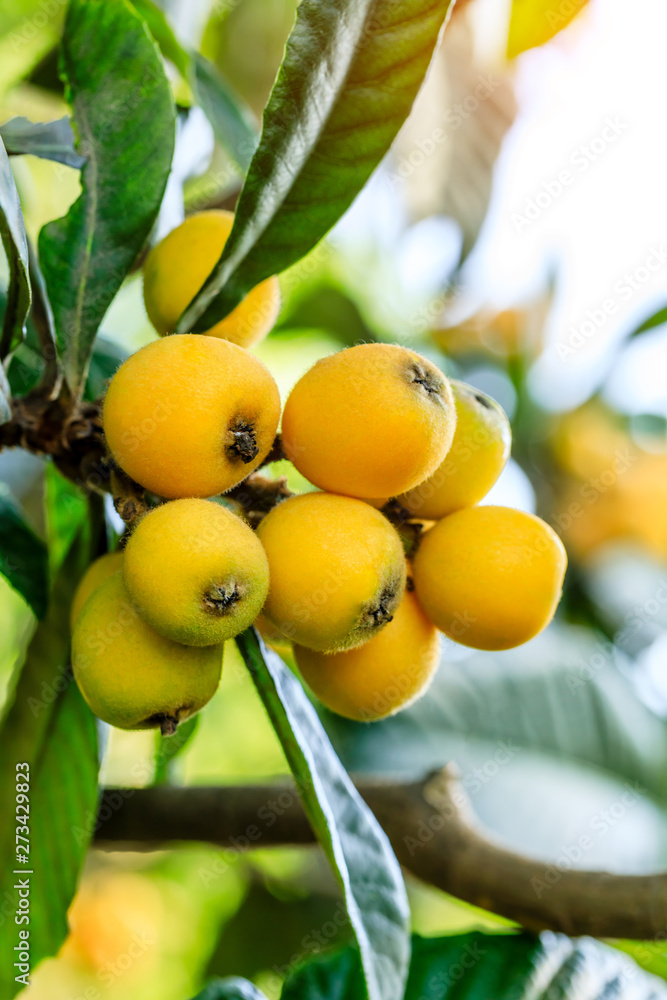 Ripe fruit loquat on tree in the orchard