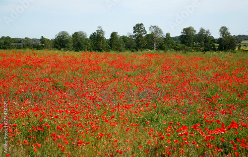 Red flower on field