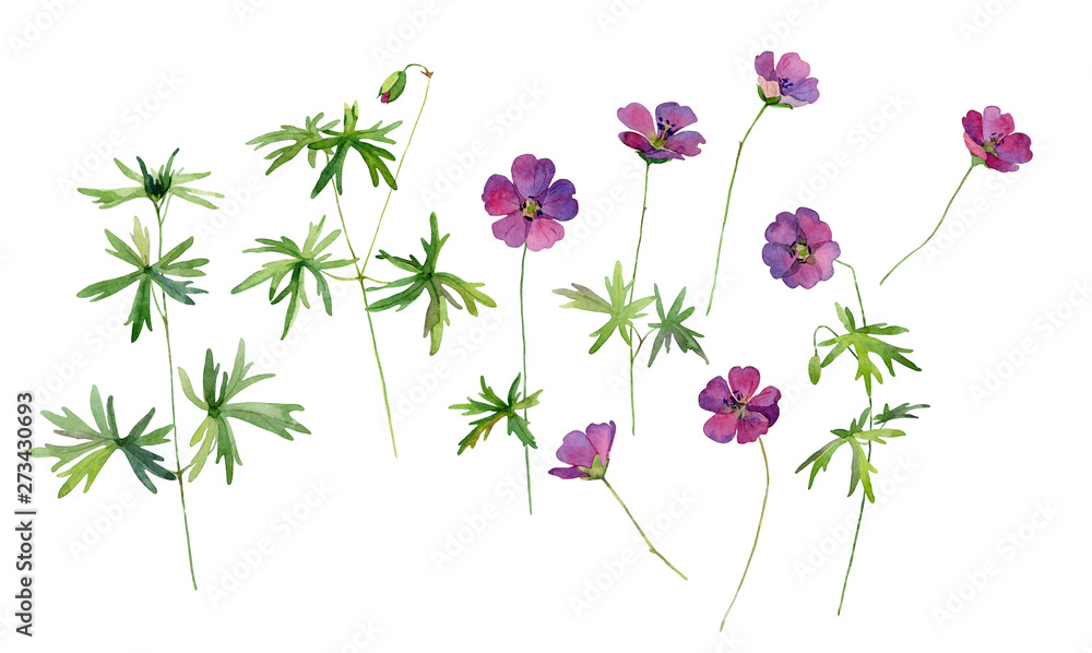 Set of wood crane's -bill , forest geranium Set of wood crane's -bill , forest geranium