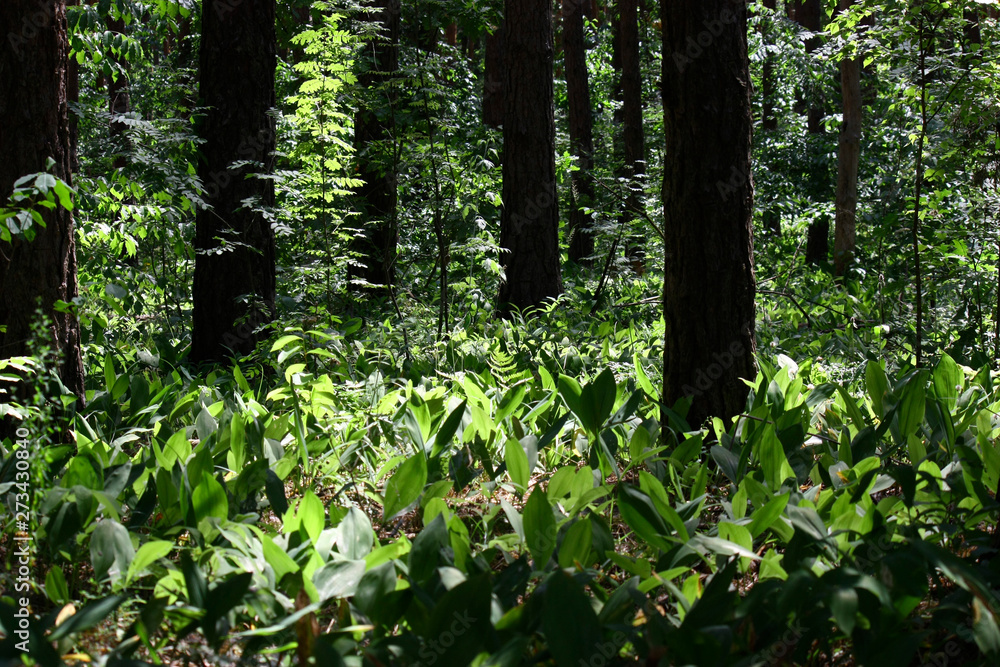 Sun rays in a beautiful green forest. Forest background can be used as wallpaper. Sun rays in a beautiful green forest. Forest background can be used as wallpaper.