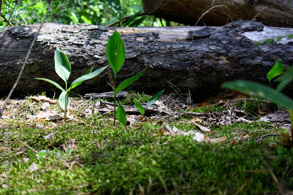 Obraz premium Sun rays in a beautiful green forest. Forest background can be used as wallpaper.