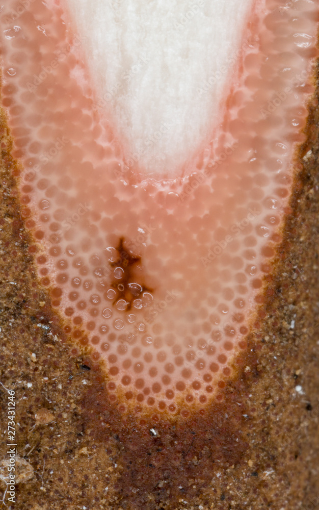Fototapeta premium close-up of perithecia on zombie fungus Ophiocordyceps sobolifera in a tropical rainforest in Costa Rica