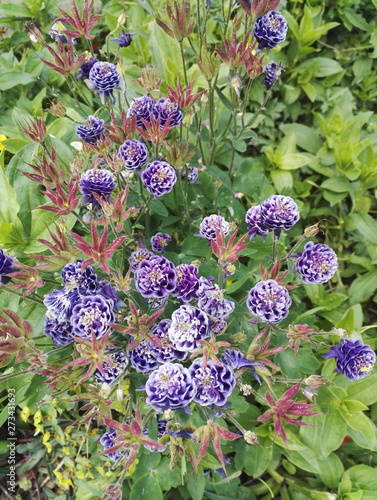 Photo Aquilegia vulgaris 'Christa Barlow', graceful blue-purple columbine