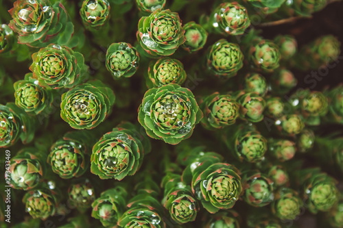 Green plants with dew drops growing in the wild. Close up Pattern, texture, background. Top view. Copy space. Can be used as a banner