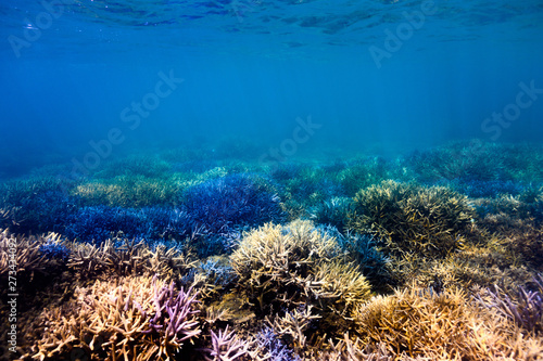 珊瑚礁 © KyoOz
