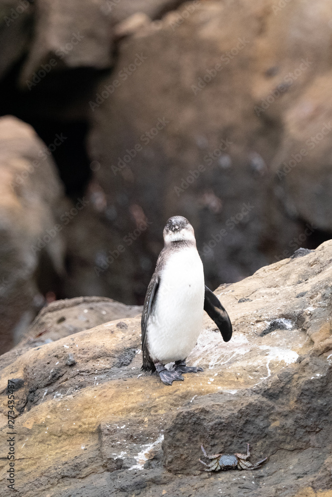 Fototapeta premium Galapagos landschafte und vögel