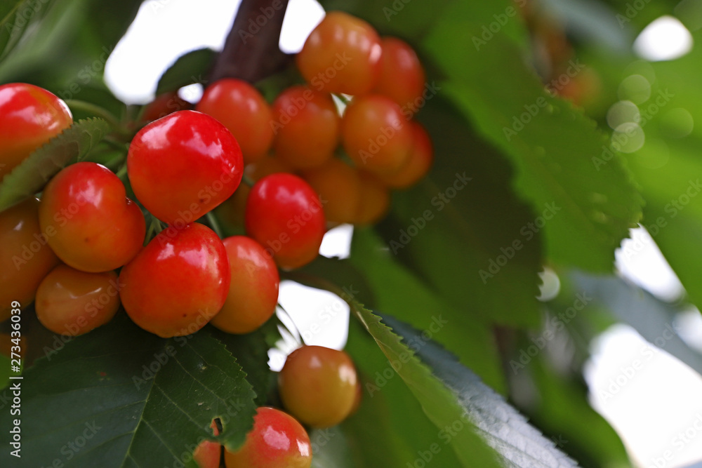 Cherry trees on sifil Mountain in Turkey / Izmir. Cherry trees on sifil Mountain in Turkey / Izmir.