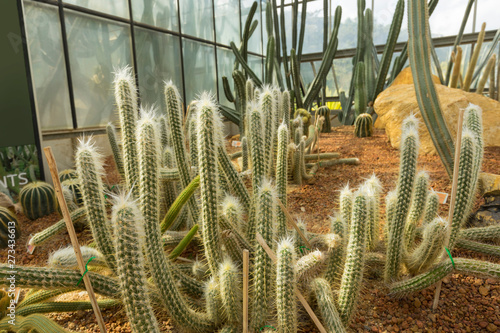 Old man of the Andes cactus in the greenhouse, it is just one of several hairy species.  photo