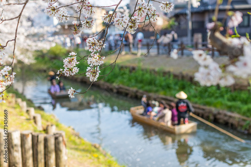 桜並木と小舟