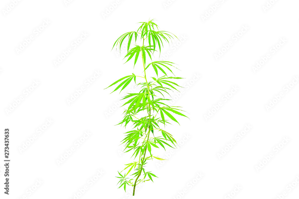 Obraz premium Cannabis leaf isolated on white background