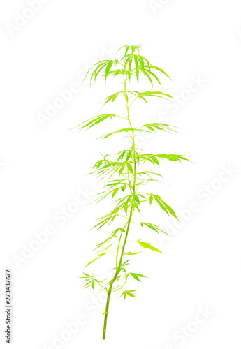 Cannabis leaf isolated on white background