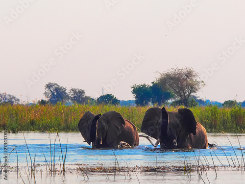 Canvas Print Three elephants in river