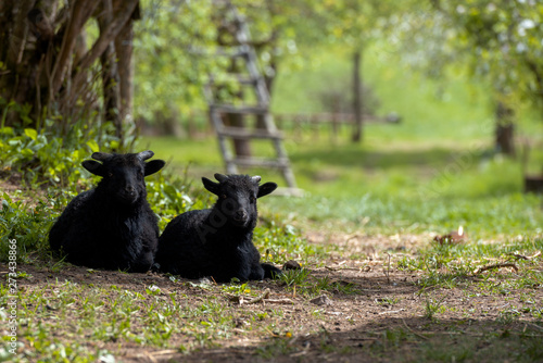 Fototapeta Naklejka Na Ścianę i Meble -  Mazury Garbate 8