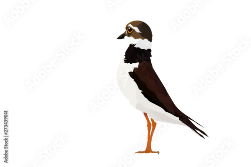 Cute bird. Vector bird image. Bird: Common Ringed Plover. Charadrius hiaticula.