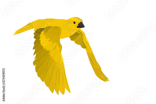 Cute bird flying. Colorful bird. Realistic vector image. 